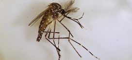 Disease spreading mosquitoes
