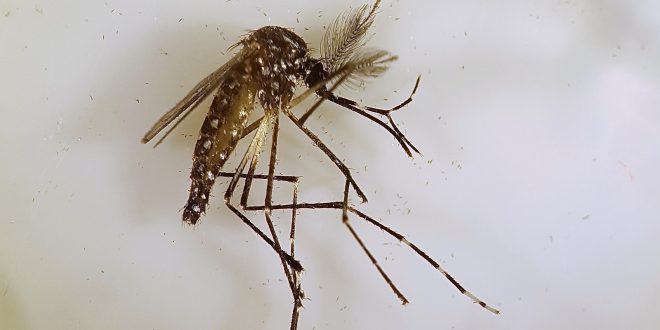 Disease spreading mosquitoes
