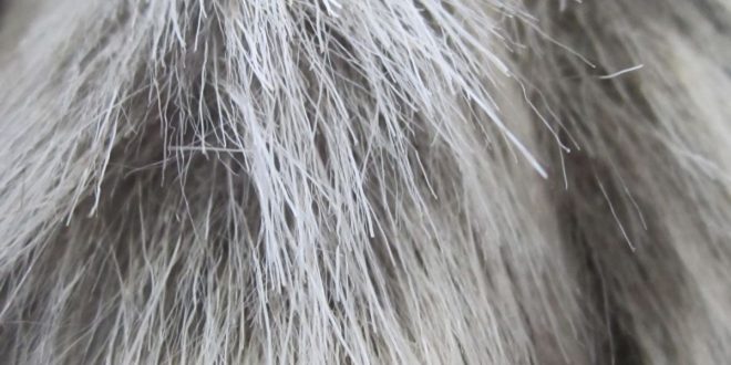 Stress Really Can Turn Your Hair White, Mouse Experiment Suggests