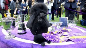 Standard Poodle Takes Best In Show At Westminster Kennel Club Competition