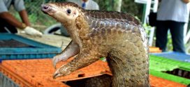 Was the pangolin the source of the Covid-19 outbreak?