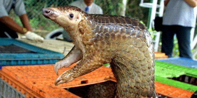 Was the pangolin the source of the Covid-19 outbreak?
