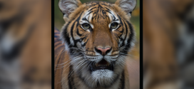 Tiger tests positive for COVID-19 at New York City zoo, first case of its kind in the U.S.