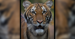 Tiger tests positive for COVID-19 at New York City zoo, first case of its kind in the U.S.