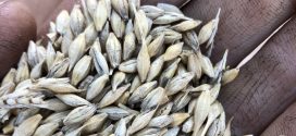 Barley growers brace for China tariff hit