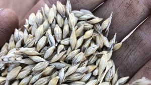 Barley growers brace for China tariff hit