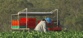 Public health alert issued after fruit picker with COVID-19 flies from Melbourne into Queensland