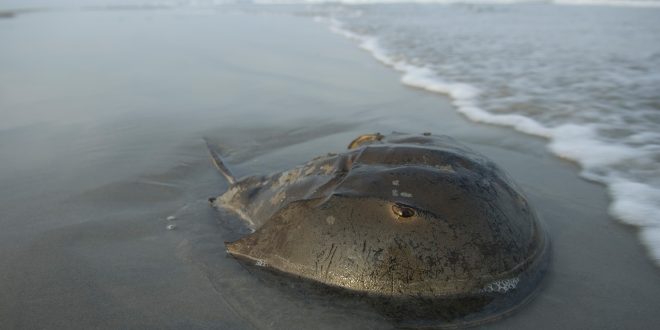 Horseshoe crab blood is key to making a COVID-19 vaccine—but the ecosystem may suffer.