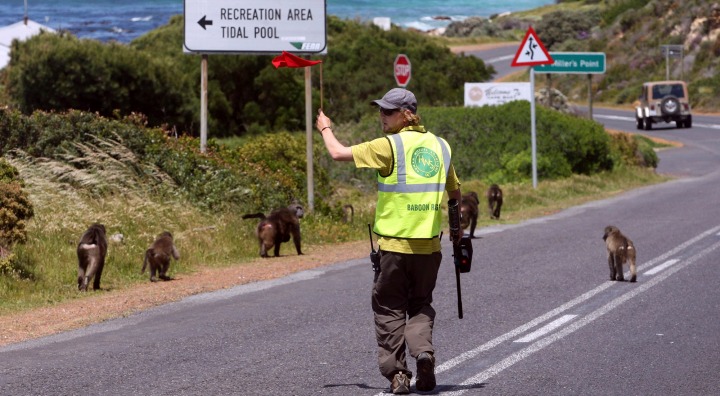 baboon matters