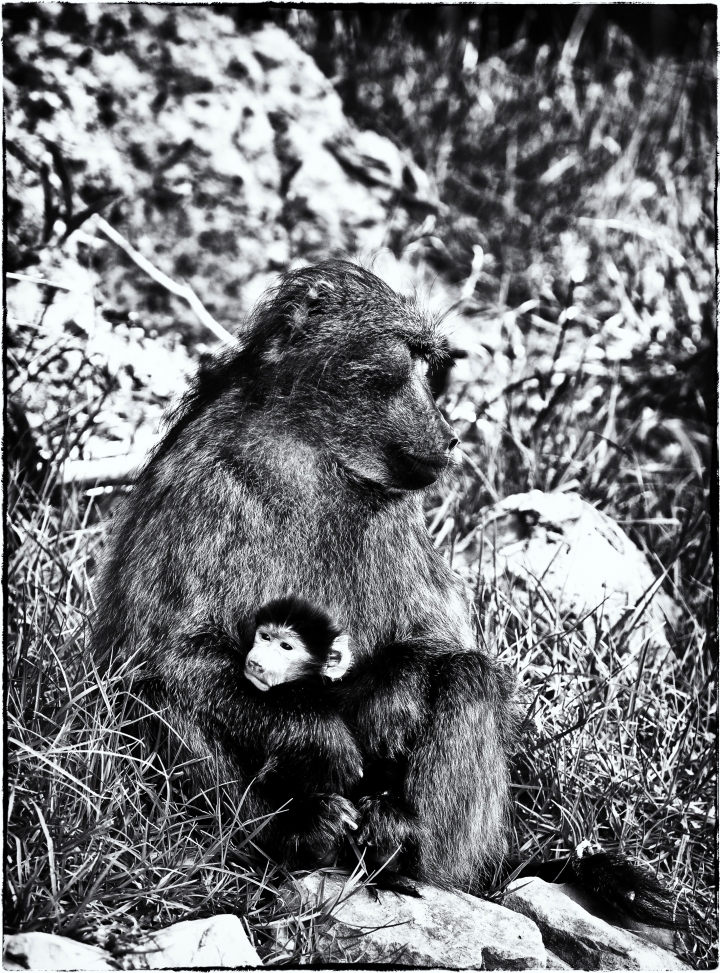 obsession with baboons