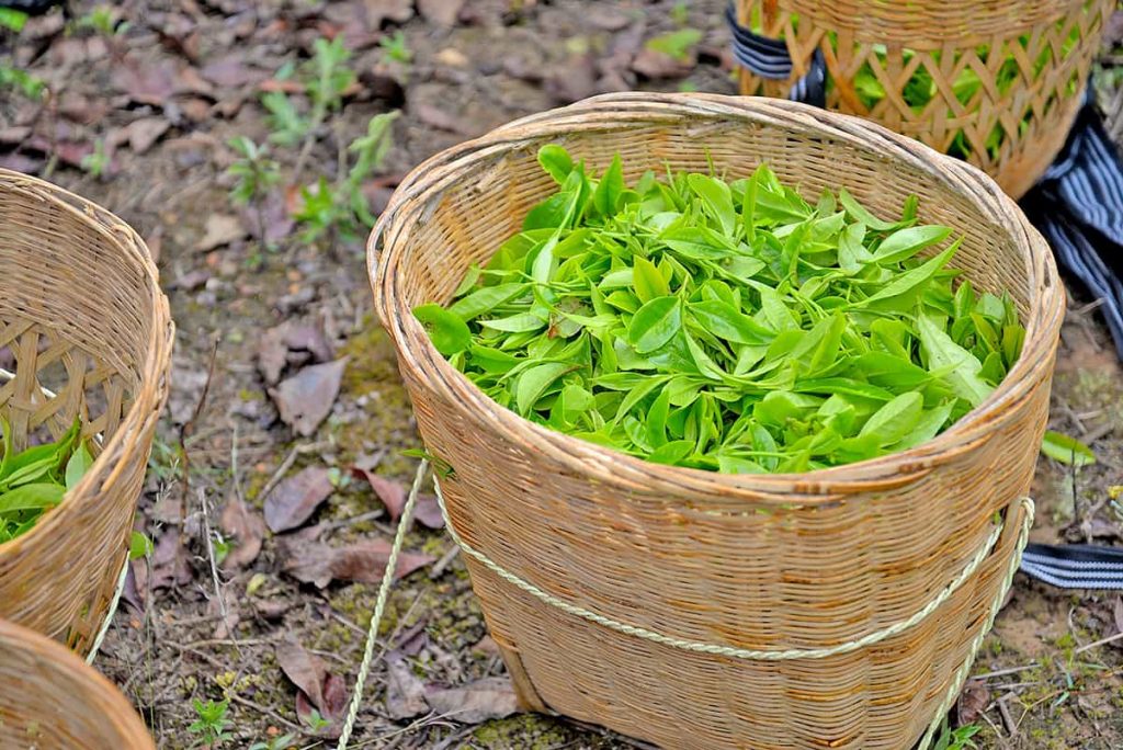 Camellia sinensis