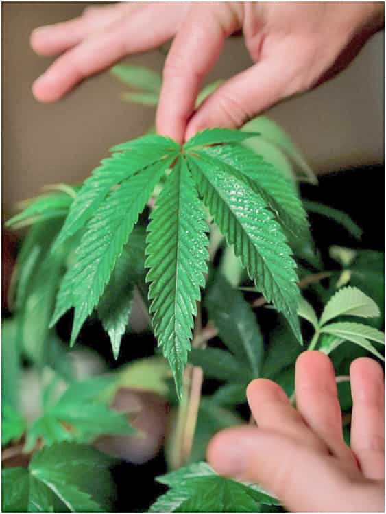 Wellness-Cannabis-leaves