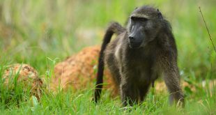 baboon management plan