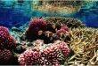 Palmyra-Atoll-coral-reef