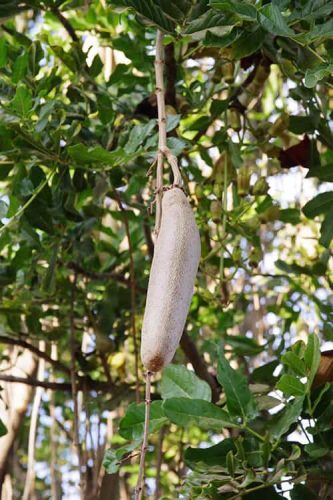 sausage-tree-kigelia-africana-pod