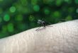 Yellow Fever Mosquito Aedes aegypti