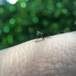 Yellow Fever Mosquito Aedes aegypti