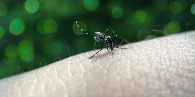 Yellow Fever Mosquito Aedes aegypti